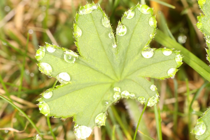 Macro chalet aout 09 - 070